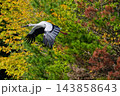 秋の山沿いを飛ぶコウノトリ 143858643