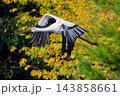 秋、飛翔するコウノトリ 143858661