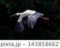 羽搏き飛行するコウノトリ 143858662
