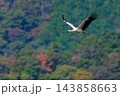 山の方から飛んで来るコウノトリ 143858663