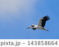 秋の空を飛ぶコウノトリ 143858664