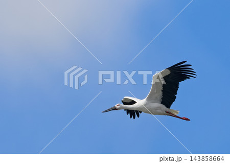 秋の空を飛ぶコウノトリ 秋の空を飛ぶコウノトリ 143858664
