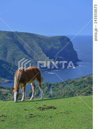 摩天崖で草を食む馬 空と海の青と草原の緑 摩天崖で草を食む馬 空と海の青と草原の緑 143858673