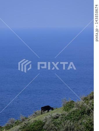青い海と放牧の牛 隠岐での絶景 青い海と放牧の牛 隠岐での絶景 143858674