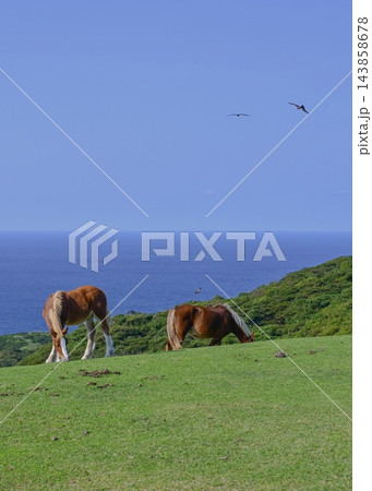 摩天崖で見た野生の馬と飛び回る鳶 摩天崖で見た野生の馬と飛び回る鳶 143858678