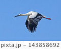 秋晴れの空を飛翔するコウノトリ 143858692