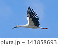 青空を飛ぶコウノトリ 143858693