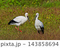 水辺にいる二羽のコウノトリ 143858694