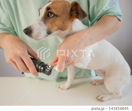 A Jack Russell Terrier getting his nails filed with a grinder at a grooming salon. A Jack Russell Terrier getting his nails filed with a grinder at a grooming salon. 143858695