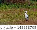 秋の水辺に立つコウノトリ 143858705