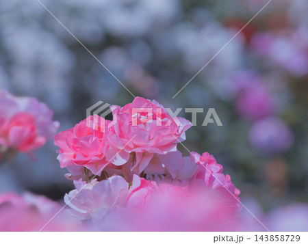 ピンク色の薔薇の花 143858729