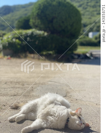 転がる猫 143858751