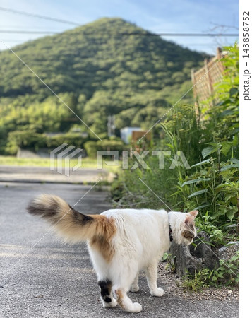 庭の猫 143858752