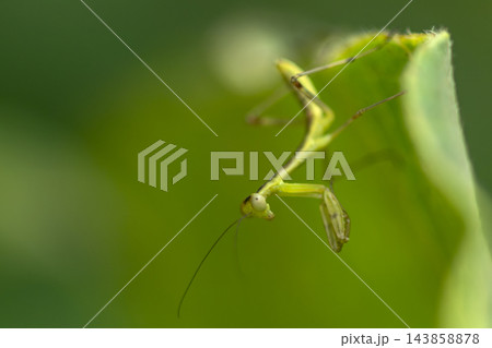 ハラビロカマキリの子供 ハラビロカマキリの子供 143858878