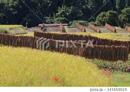 稲刈りの始まった棚田 寺坂棚田の秋の収穫 稲刈りの始まった棚田 寺坂棚田の秋の収穫 143859029
