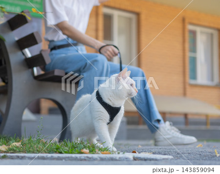 The owner puts the cat into a transparent carrier backpack. The owner puts the cat into a transparent carrier backpack. 143859094
