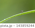 ハモグリバエの仲間 143859244
