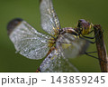 朝露に濡れるノシメトンボのメス 143859245