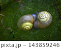 交尾するコハクオナジマイマイ 143859246
