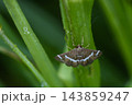シロオビノメイガ 143859247