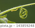 ウリキンウワバの若齢幼虫 143859248