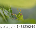 葉の間から覗くツチイナゴの幼生 143859249