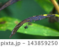 葉裏に止まるヤブ蚊 143859250