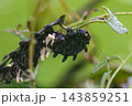 ジャコウアゲハの幼虫 143859251