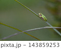 アマガエルの横姿 143859253