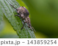 シロコブゾウムシ 143859254
