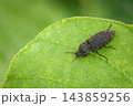 サビキコリ 143859256