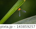 アカハネナガウンカ 143859257