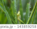 ウスイロササキリ 143859258