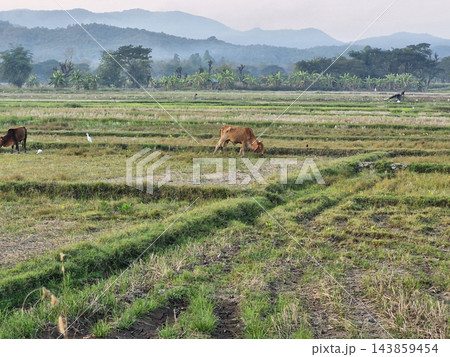 Scenic view of rural rice fields and mountains with cows in the morning mist. 143859454