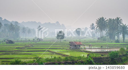 Aerial view of misty rice fields and scattered palm trees in the early morning, creating a peaceful rural atmosphere with soft light and natural tropical scenery. Aerial view of misty rice fields and scattered palm trees in the early morning, creating a peaceful rural atmosphere with soft light and natural tropical scenery. 143859680