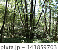 大菩薩嶺の森林 143859703