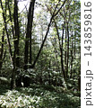 山登り山梨県大菩薩嶺の森林 143859816