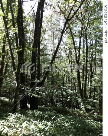 山登り山梨県大菩薩嶺の森林 山登り山梨県大菩薩嶺の森林 143859816