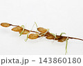 籾が穂に付いたまま発芽する穂発芽 籾が穂に付いたまま発芽する穂発芽 143860180