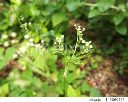三つ葉の花 みつば 花 白い花 三つ葉の花 みつば 花 白い花 143860363