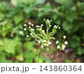 三つ葉の花　三つ葉　花　白い花 143860364