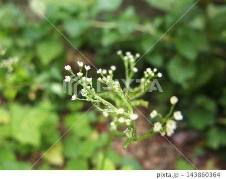 三つ葉の花 三つ葉 花 白い花 三つ葉の花 三つ葉 花 白い花 143860364