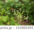 みつばの花　花　白い花　みつば 143860365