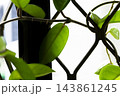 球根 鱗茎 フラワーボール 143861245