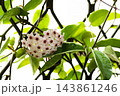 球根 鱗茎 フラワーボール 143861246
