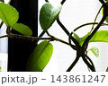 球根 鱗茎 フラワーボール 143861247
