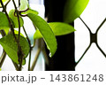 球根 鱗茎 フラワーボール 143861248