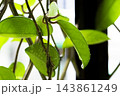 球根 鱗茎 フラワーボール 143861249