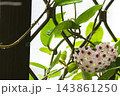 球根 鱗茎 フラワーボール 143861250