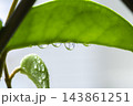球根 鱗茎 フラワーボール 143861251